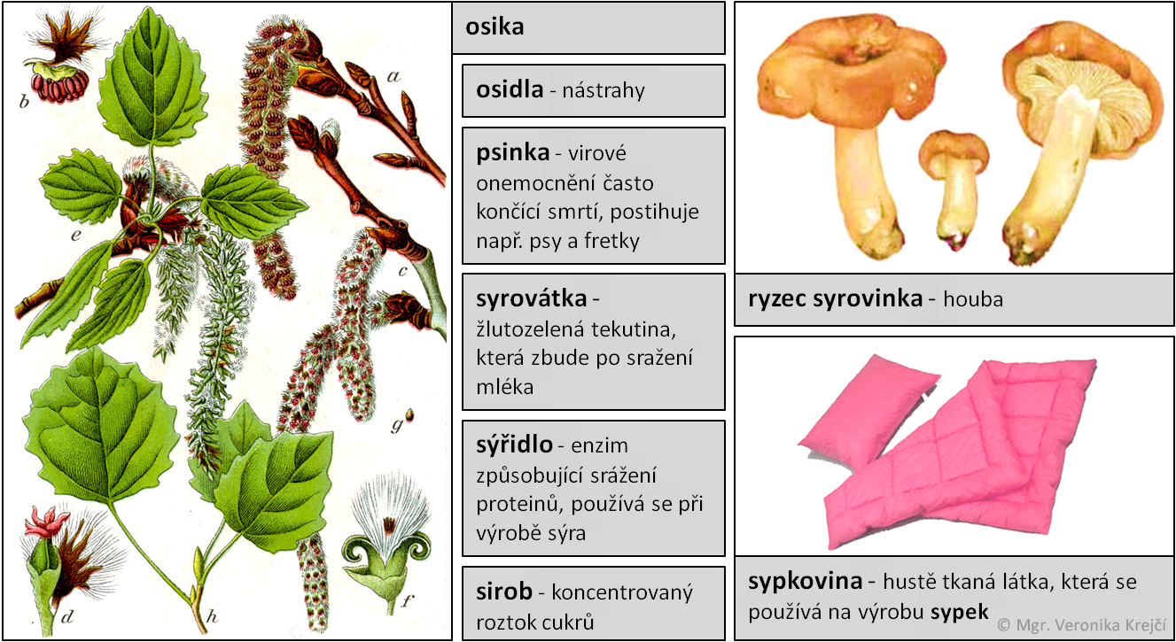 slovnicek s02